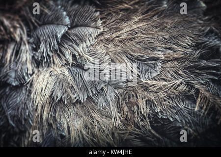 Ostrich bird feather brown texture background Stock Photo