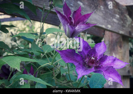 A purple clematis blooms on a wooden trellis, with new flower buds, a partially open bloom and a fully open bloom showing the stages of flowering. Stock Photo
