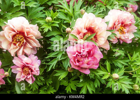 Peony flowers Paeonia 'Hillary' Intersectional peony, Pink Peonies Stock Photo