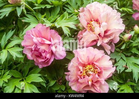 Peony Itoh Paeonia 'Hillary' Paeonia Intersectional peony, Pink Peonies Stock Photo