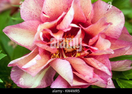 Purple Peony 'Hillary' Intersectional Itoh peony Paeonia flower, Peonies Stock Photo