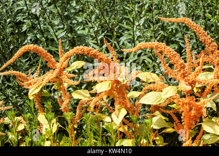 Amaranth flower, Amaranthus cruentus ' Hot Biscuits ', garden plant