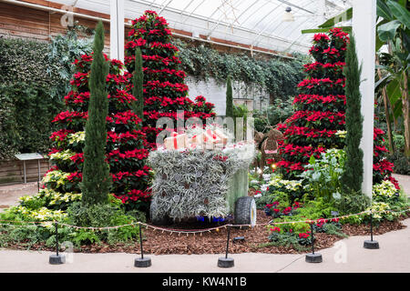 Euphorbia pulcherrima. Infinity polar and red poinsettia christmas display at RHS Wisley Gardens. Surrey,  England Stock Photo