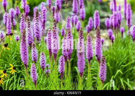 Liatris spicata Dense blazing star, Gay feather flowering purple flowers summer plants in garden Stock Photo