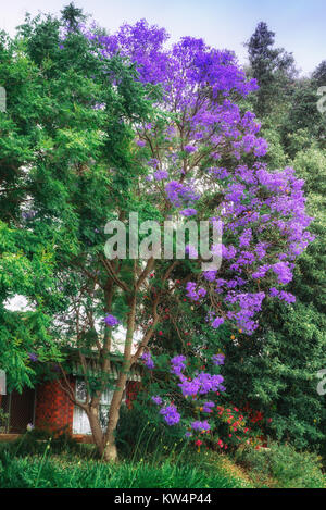 Jacaranda trees blooming along street in Adelaide City, South    Australia,Australia Stock Photo