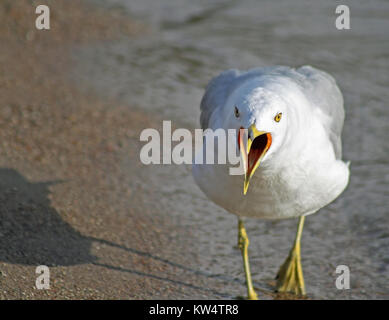 Seagull squawking at the beach Stock Photo