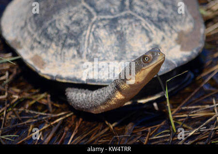 Eastern long-necked turtle, Chelodina longicollis on roadside from Canowindra, central west NSW, Australia. Also known as the snake-necked turtle. Stock Photo