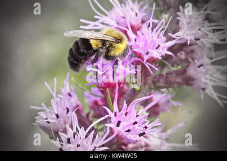 Bumble Bee taking nectar and pollen from a Wildflower Stock Photo