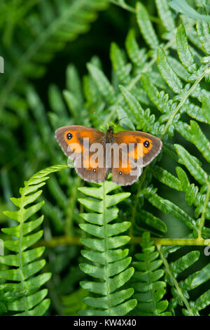Gatekeeper Butterfly; Pyronia tithonus Stock Photo