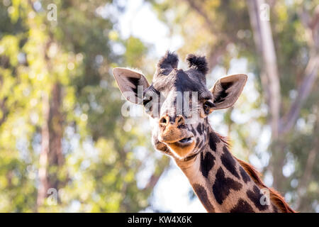A wild, camouflaged giraffe roaming around large trees shows off its beautiful pattern and big, brown eyes. Stock Photo