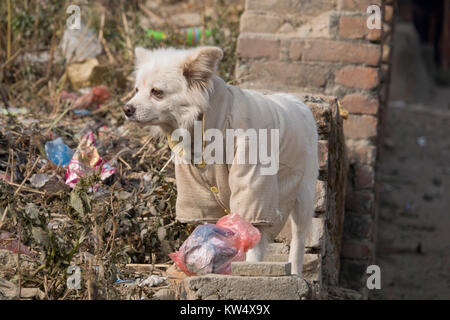 Street dog wearing jacket and bindi on forehead Stock Photo