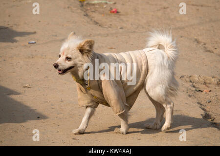 Street dog wearing jacket and bindi on forehead Stock Photo