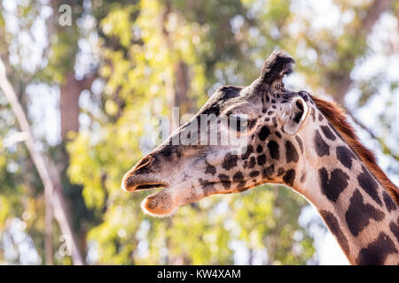 A wild, camouflaged giraffe roaming around large trees shows off its beautiful pattern and big, brown eyes. Stock Photo
