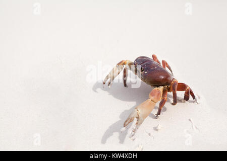 Hairy leg mountain crab on the beach at similan island Stock Photo