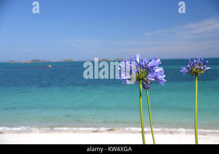 Blue Agapanthus Flower (Lily of the Nile) in the Sand Dunes on Pentle Bay on the Island of Tresco in the Isles of Scilly, Cornwall, United Kingdom. Stock Photo