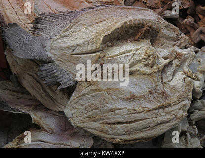 Dried fish displayed on a local market Stock Photo