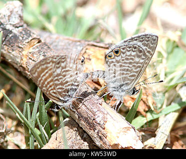 BLUE, MARINE (Leptotes marina) (5 30 11) patagonia lake, scc, az  01 (9422126605) Stock Photo