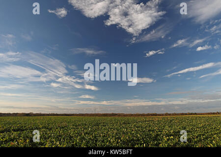 view over Sugar Beet (Beta vulgaris) crop  Hempstead, Lessingham, Norfolk          December Stock Photo