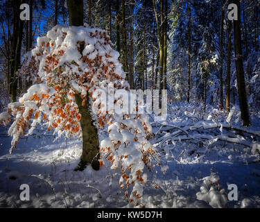 DE - BAVARIA: First Snow  (HDR Image) Stock Photo