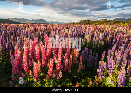 Lupines at Lake Tekapo, South Island, New Zealand Stock Photo