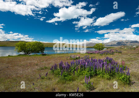 Lupines at Lake Alexandrina, New Zealand Stock Photo