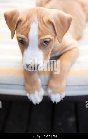 Eight Weeks Old Pit Bull Mix Puppy Playing Outside Stock Photo