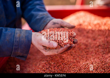 A farmers hands fills a hopper with Barley before drilling in the springtime Gloucestershire, UK. Stock Photo