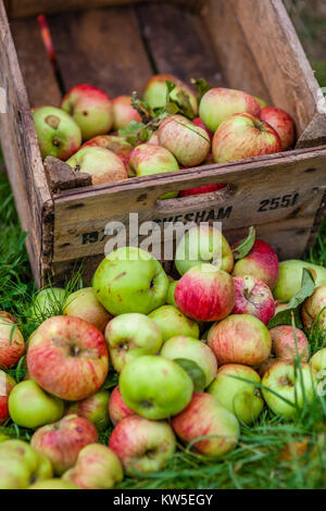 Ripe apples freshly picked and an old apple storage crate, Gloucestershire, UK Stock Photo