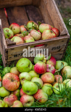 Ripe apples freshly picked and an old apple storage crate, Gloucestershire, UK Stock Photo