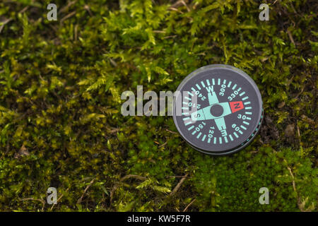 Button compass - metaphor business direction navigation moral compass getting your bearings concept, orienteering. Moss possibly Eurynchium praelongum Stock Photo