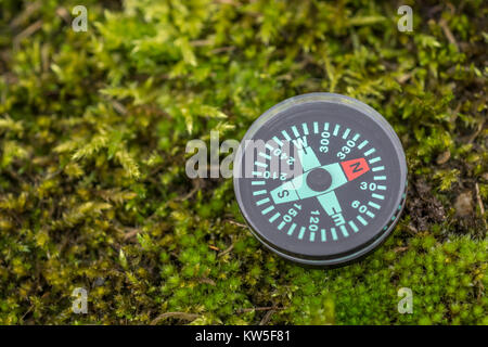 Button compass - metaphor business direction navigation moral compass getting your bearings concept, orienteering. Moss possibly Eurynchium praelongum Stock Photo