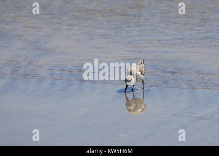 A small sandpiper beside a tide pool along the South Carolina coast. Stock Photo