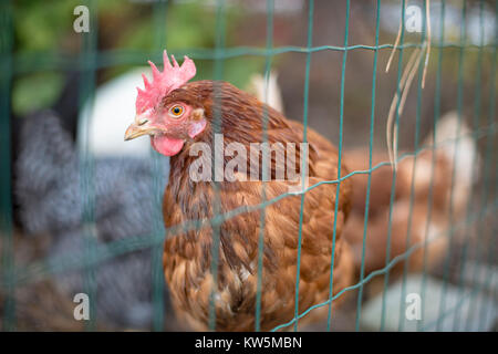 A free-range brown chicken looking into the camera across a wire fence with more chickens of various colours in the background Stock Photo