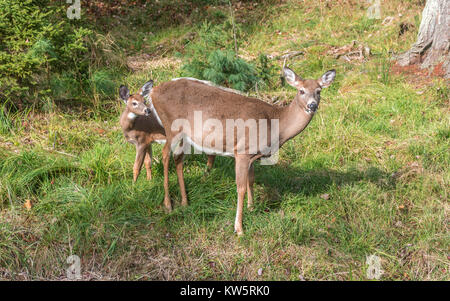 Dear, This is my Mommy Deer! Stock Photo