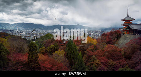 Dramatic panoramic view of Kyoto colorful red autumn scenery view from Kiyomizu-dera, Sanjunoto pagoda and Kyoto tower in the city skyline with eagles