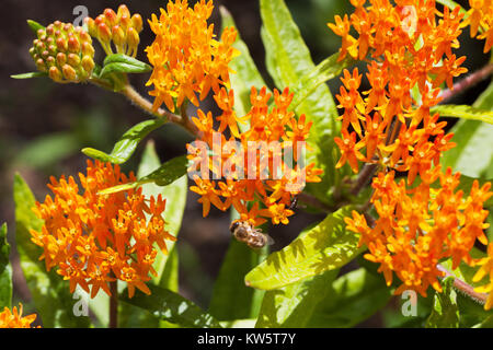 Butterfly weed plant - Asclepias tuberosa ´Gay Butterflies´, Milkweed Stock Photo