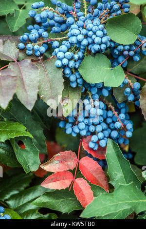 Oregon grape, Mahonia aquifolium, Berries and leaves Stock Photo