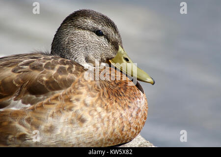 Mallard Duck Female Resting On Rock Stock Photo