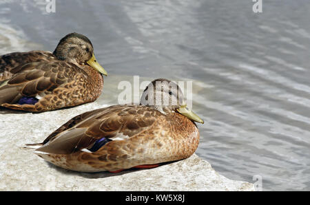 Two Mallard duck females resting on rocky ledge along shore Stock Photo