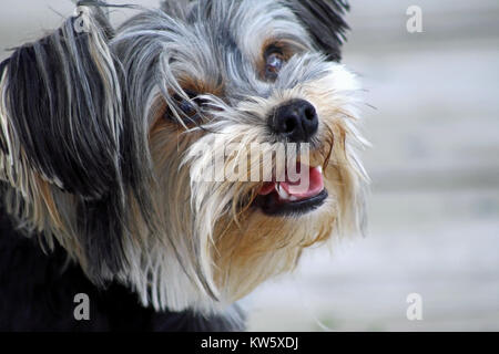 Happy and adoring expression of a Yorkie dog Stock Photo