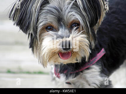 Cute and expressive face of the Yorkie breed Stock Photo