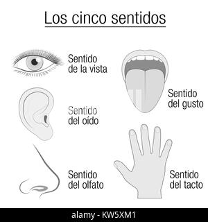 Senses Chart