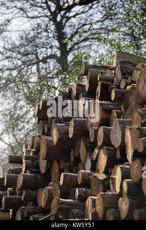 Beech logs stacked up for seasoning at a sawmill at Buckholt Woods, Gloucestershire, UK Stock Photo