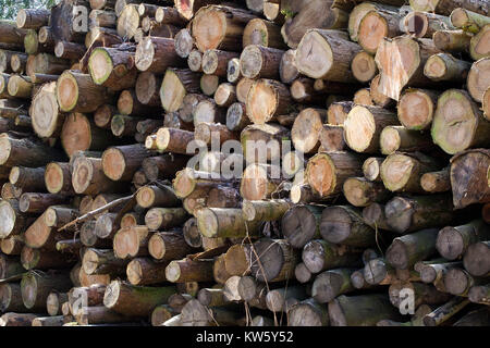 Beech logs stacked up for seasoning at a sawmill at Buckholt Woods, Gloucestershire, UK Stock Photo