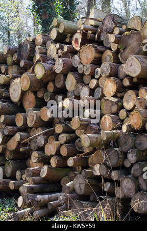 Beech logs stacked up for seasoning at a sawmill at Buckholt Woods, Gloucestershire, UK Stock Photo