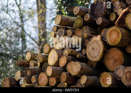 Beech logs stacked up for seasoning at a sawmill at Buckholt Woods, Gloucestershire, UK Stock Photo