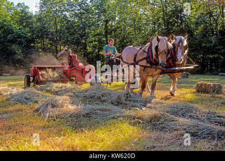 A young farmer drives a team of Belgian draft horses that pull a hay baler in Fairlee, Vermont, United States, North America. Stock Photo