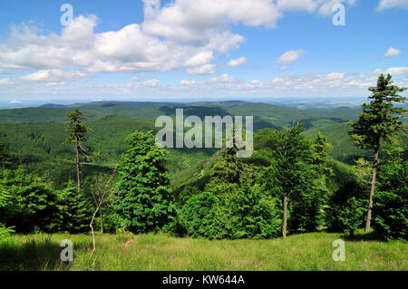 Thuringian wood, Thueringer Wald Stock Photo