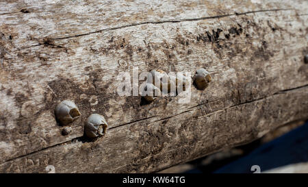 Acorn barnacle (Semibalanus balanoides) grown on a dead tree trunk ...