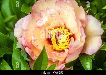 Peony, Peonies, Paeonia ' Callies Memory ' Stock Photo